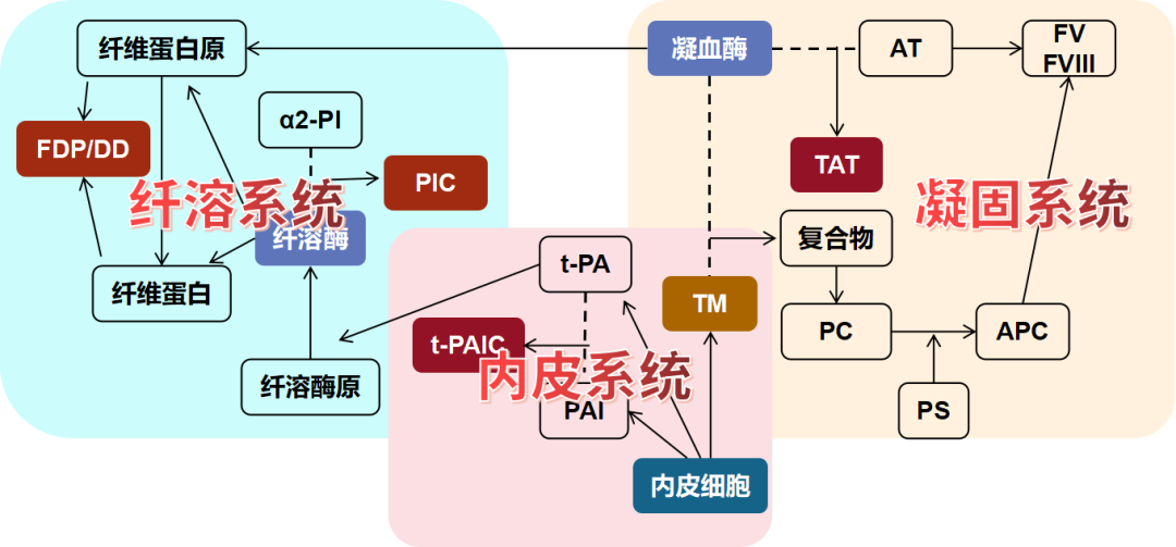 血栓性疾病的新型分子標(biāo)志物—血栓四項(xiàng)